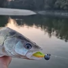 Kép 5/11 - Fluorocarbon előke 2/cs 30cm/0,60mm - Többféle