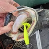 Kép 5/9 - Twister Shad 14cm 2db/cs (Classic White) - Többféle
