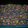 Kép 2/3 - Stég Pva-Spod Mix 800g Sweet Spicy 3-5-8mm