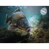 Kép 9/11 - D SNAX SHELL csali 10mm/30g