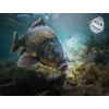 Kép 8/11 - D SNAX SHELL csali 10mm/30g