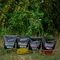 Stég Bionic Boilies 800g 20mm Corn-Nbutyric