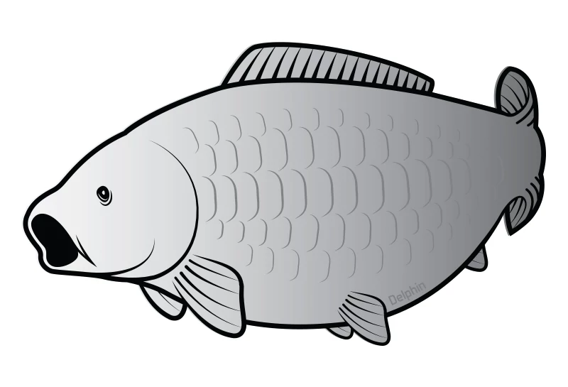 Öntapadó ponty SILVER